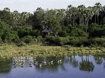 Tubu Tree: Rote Moorantilopen vor dem Camp Tubu Tree: Rote Moorantilopen vor dem Camp