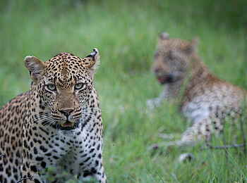 Londolozi Private Granite Suites: Majestätischer Leopard