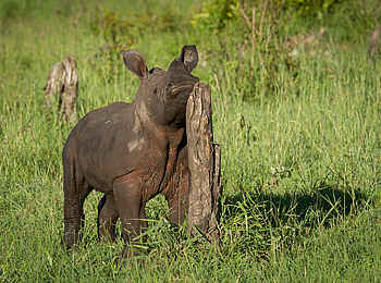 Londolozi Varty Camp: Babynashorn am Kratzbaum