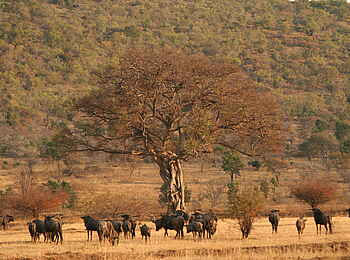 Makweti Safari Lodge: Gnus vor einer imposanten Wildfeige