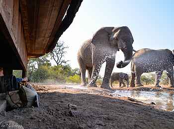 Mashatu Photographic Hide: Spritzender Elefant