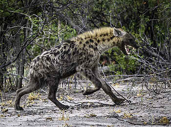 Mombo Camp: Hyäne im Busch Mombo Camp: Hyäne im Busch