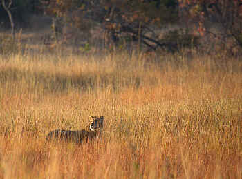 Ntemwa Busanga Bushcamp: Löwin im hohen Gras