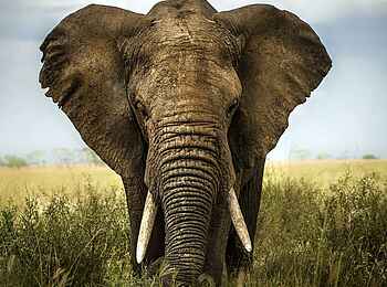 Olare Mara Kempinski: Elefantenbulle