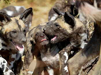 Sable Alley Camp: Wildhunde Sable Alley Camp: Wildhunde