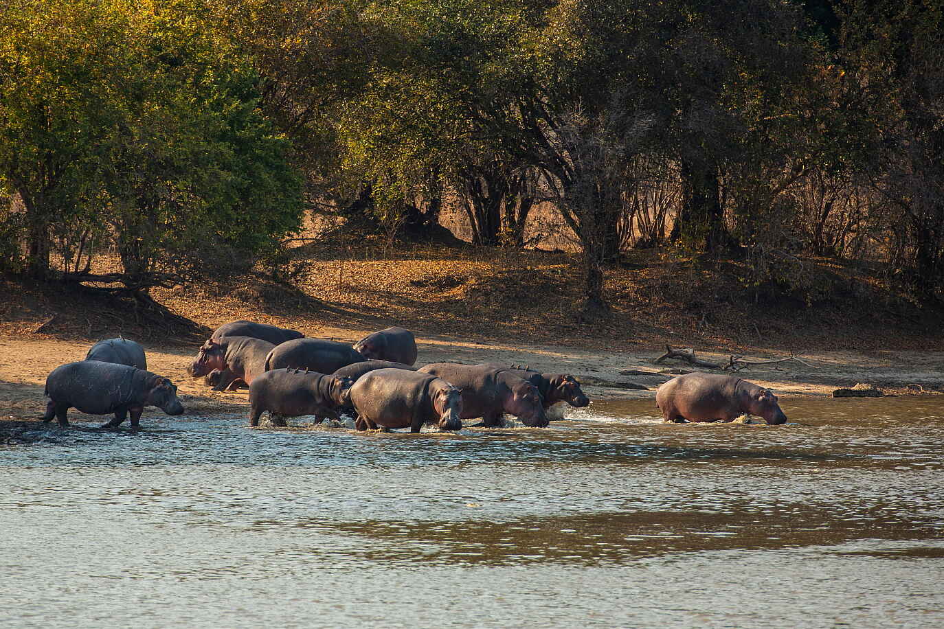 Sapi Explorers Camp, Great Plains Conservation, Mana Pools National Park, Sambesi, Sapi Safari Area, Flusspferd, Flussufer, Nilpferd, Tiere, Afrikarma, Afrikarma Safaris, Afrikarma Safaris - Wildnis. Hautnah., Afrikarma.de