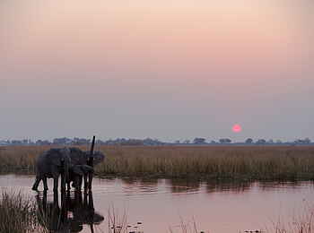 Selinda Explorers Camp: Elefanten beim Sonnenuntergang Selinda Explorers Camp: Elefanten beim Sonnenuntergang