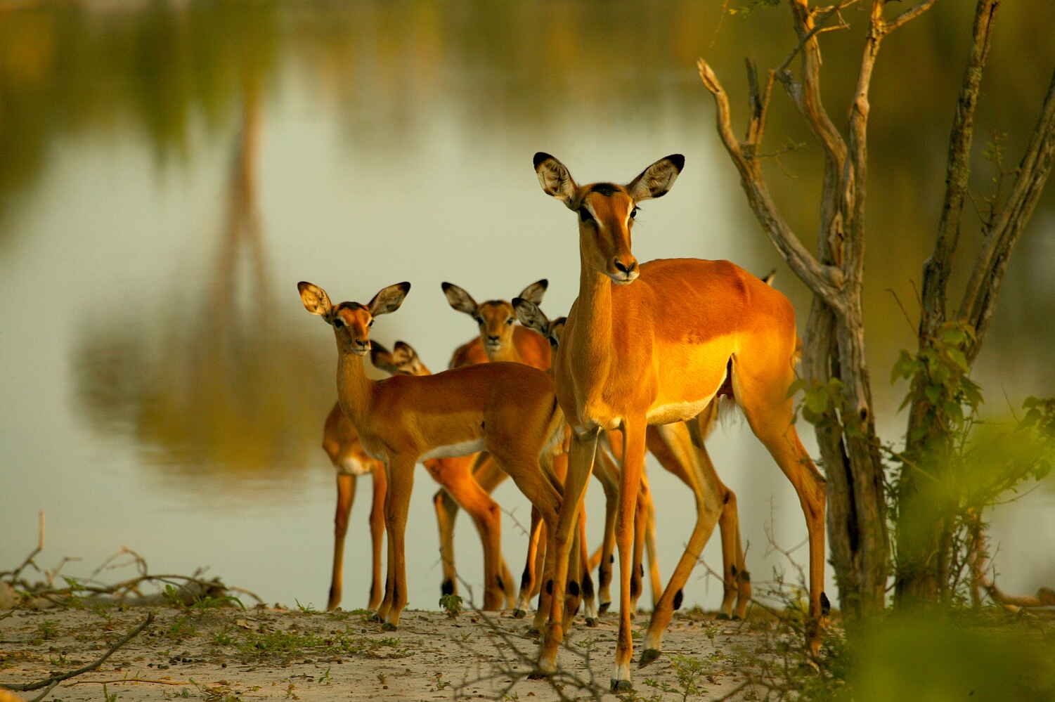 Selinda Explorers Camp: Impalafamilie