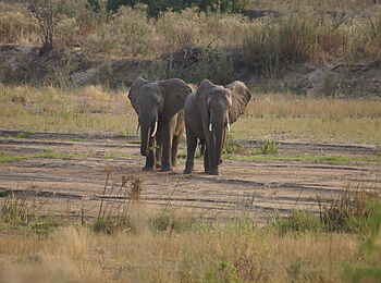 Ubuyu Lodge: Elefanten