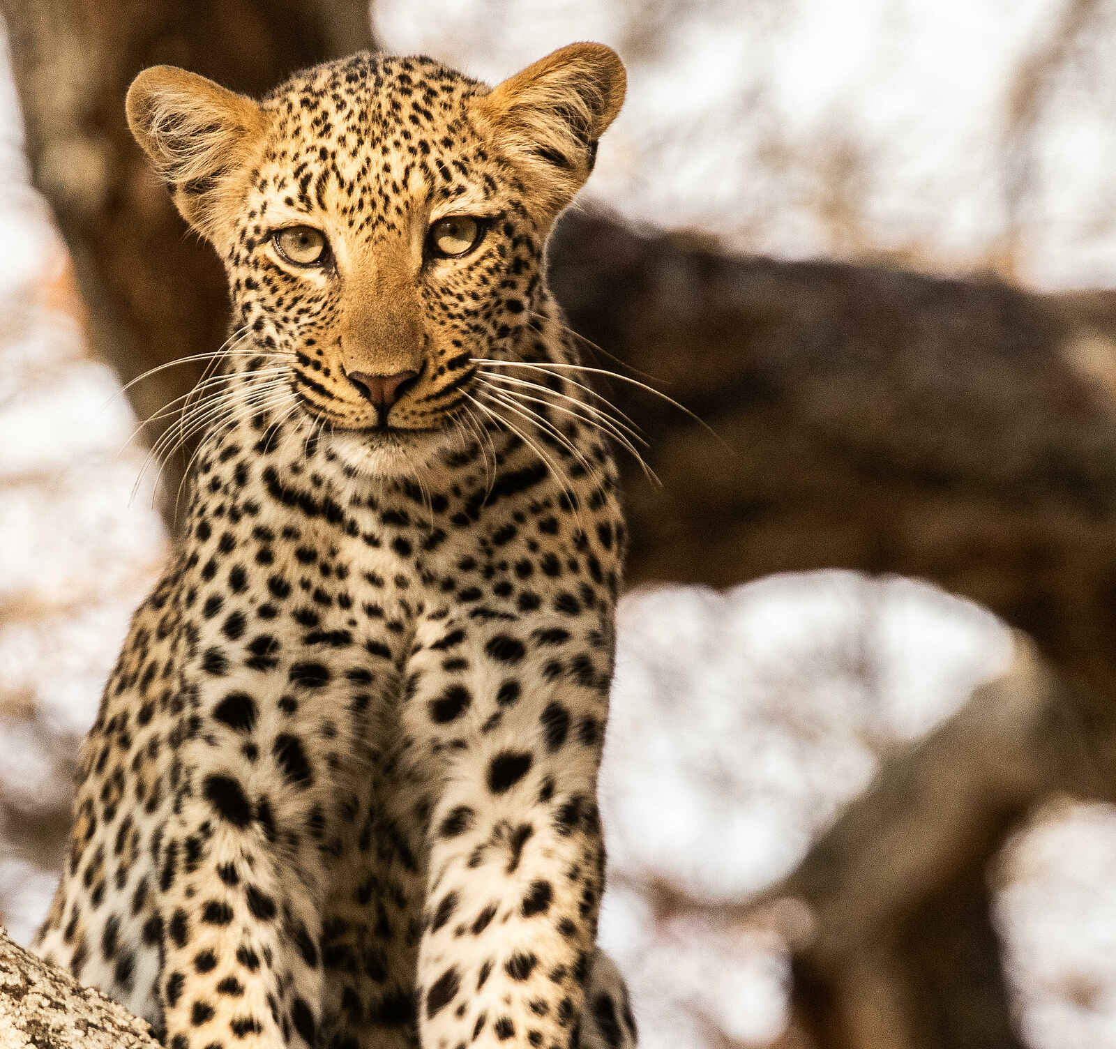 Amanzi Camp: Aufmerksamer Leopard Amanzi Camp: Aufmerksamer Leopard