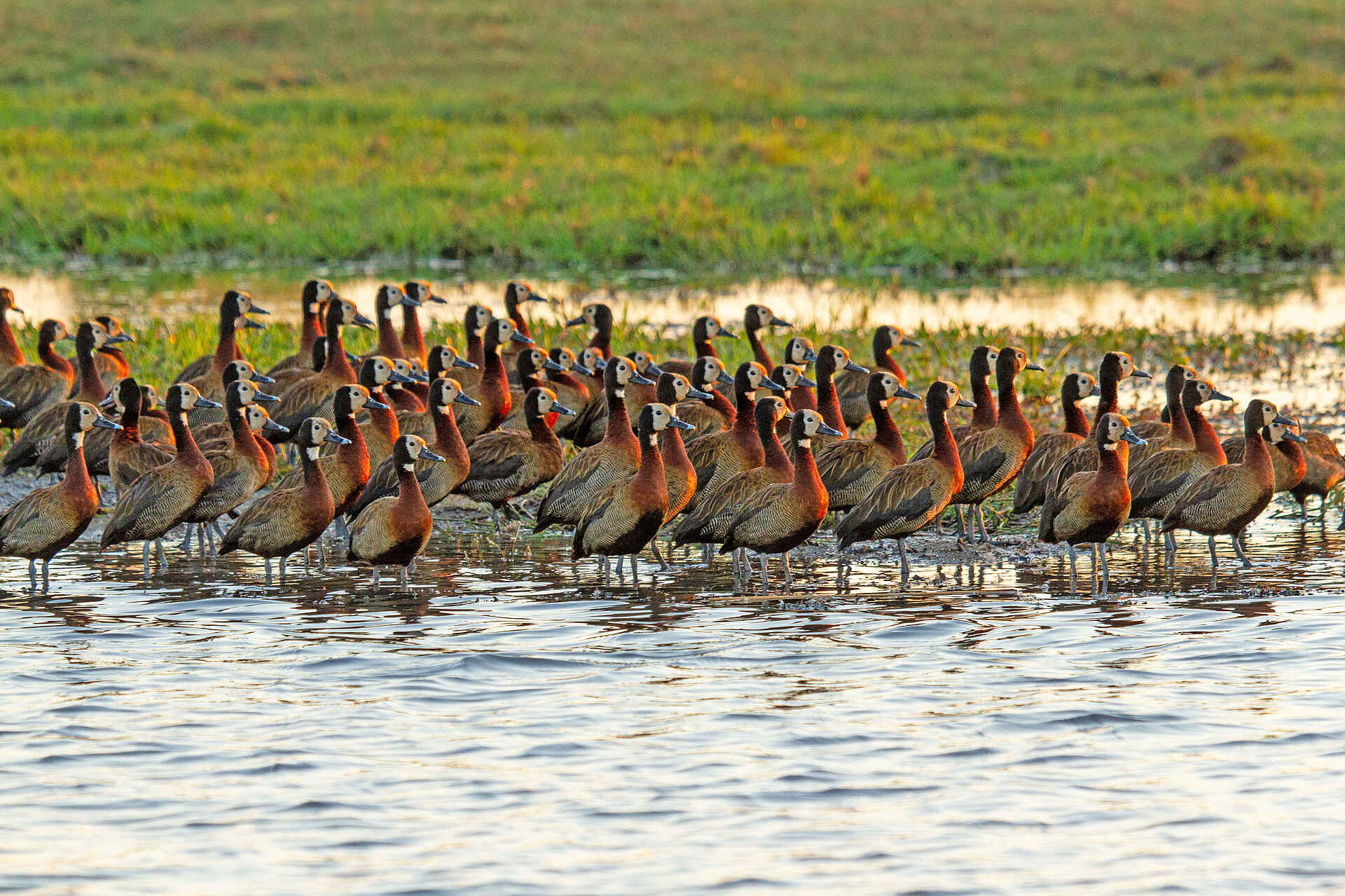Chobe Savanna Lodge: Witwenpfeifgänse