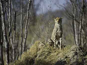 Davison's Camp: Seltene Gepardensichtung Davison's Camp: Seltene Gepardensichtung