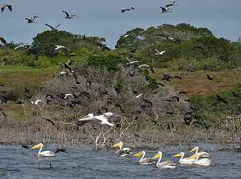 De Hoop Collection Lodge: Pelikane De Hoop Collection Lodge: Pelikane