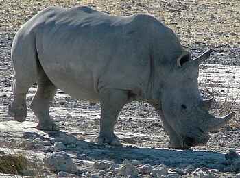 Edo's Camp: Breitmaulnashorn Edo's Camp: Breitmaulnashorn