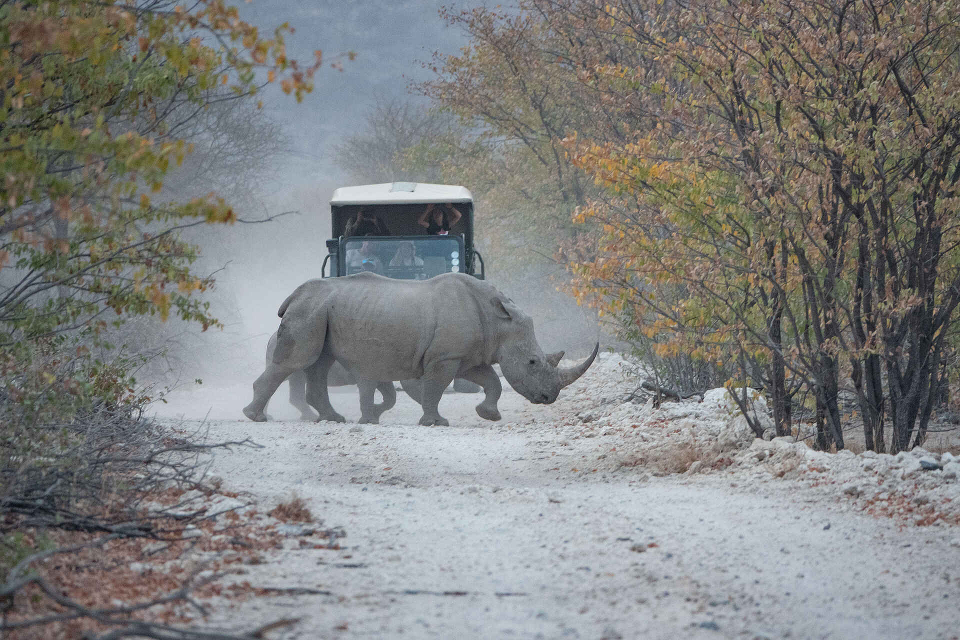 Encounter by Ongava: Ein Nashorn auf der Piste Encounter by Ongava: Ein Nashorn auf der Piste