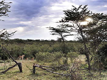 Encounter Mara Camp: Löwenrudel