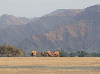 Hoanib Skeleton Coast Camp: Elefanten vor den Bergen Hoanib Skeleton Coast Camp: Elefanten vor den Bergen