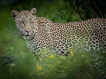 Kambaku Safari Lodge Südafrika: Ein Leopard Kambaku Safari Lodge Südafrika: Ein Leopard