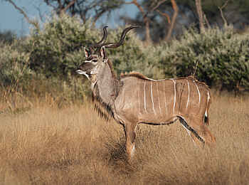 Kambaku Safari Lodge: Großer Kudu