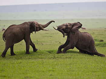 Karen Blixen Camp: Kämpfende Elefanten Karen Blixen Camp: Kämpfende Elefanten