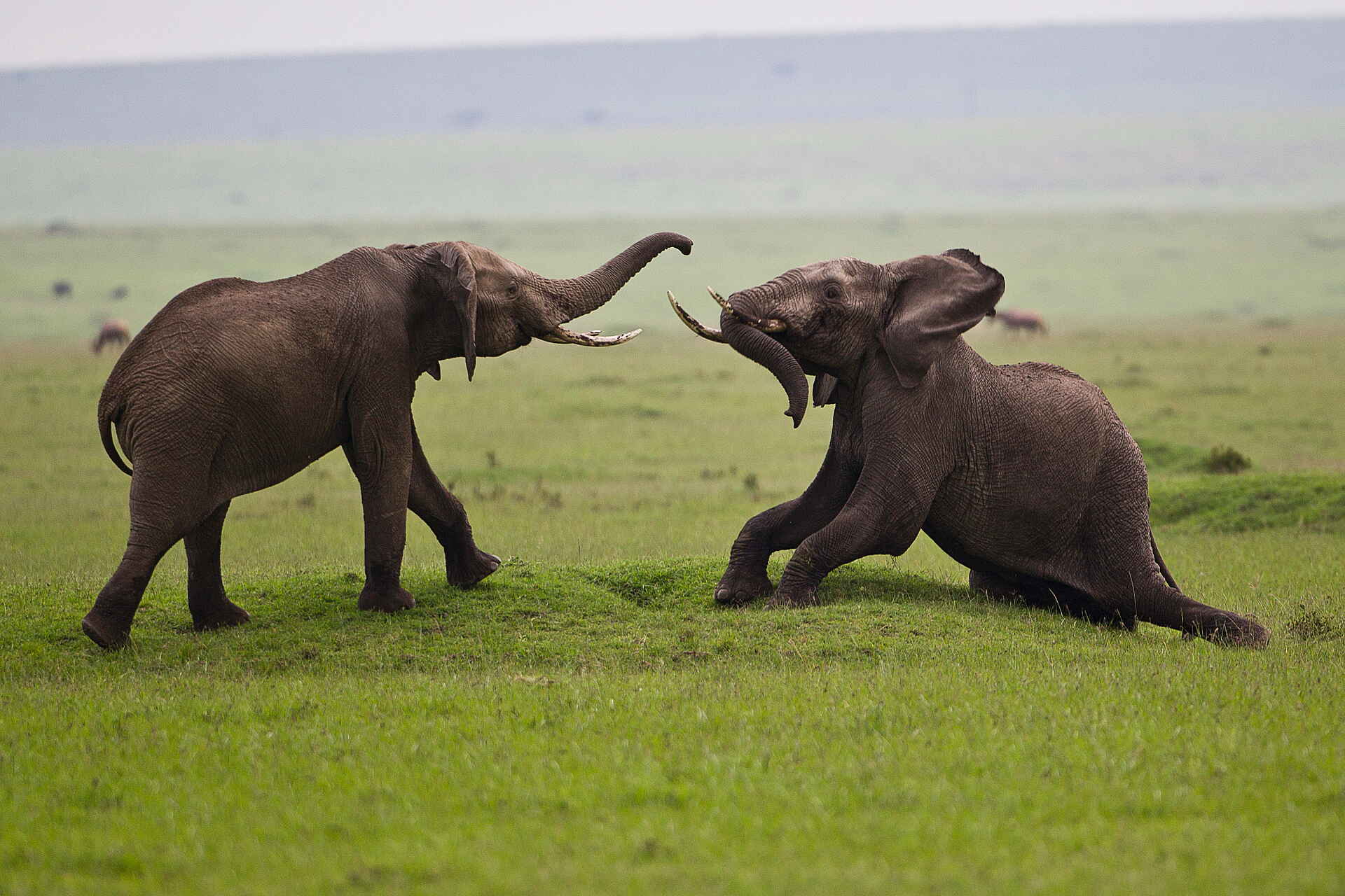 Karen Blixen Camp: Kämpfende Elefanten Karen Blixen Camp: Kämpfende Elefanten