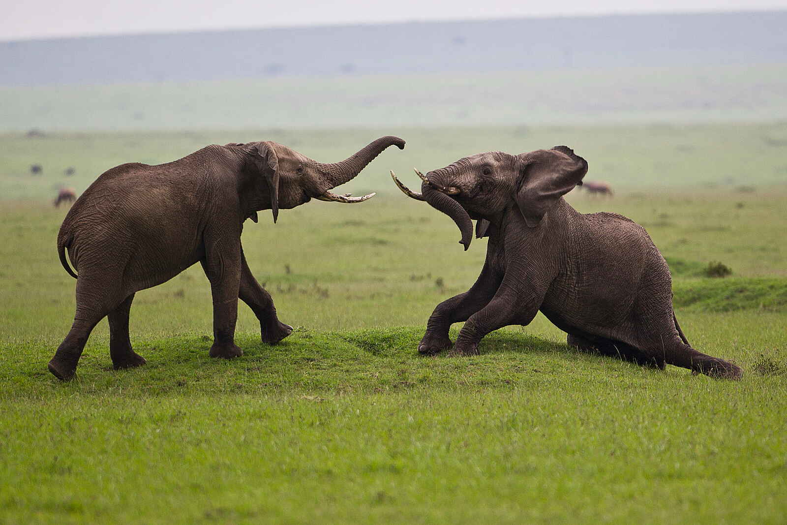 Karen Blixen Camp: Kämpfende Elefanten Karen Blixen Camp: Kämpfende Elefanten