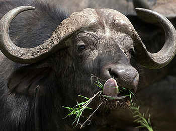 Kiota Camp: Büffel Kiota Camp: Büffel