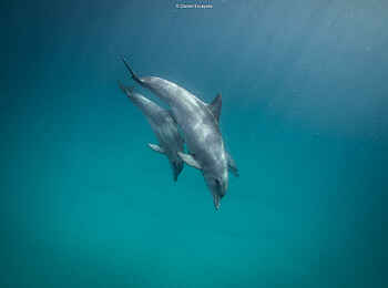 Kisawa Sanctuary: Delfine im kristallklaren Wasser