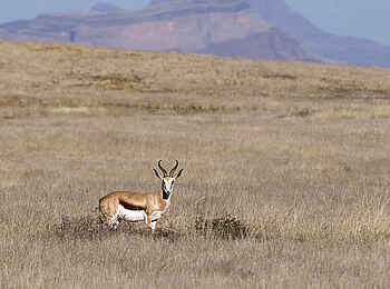Kulala Desert Lodge: Ein einzelnes Springbock Männchen