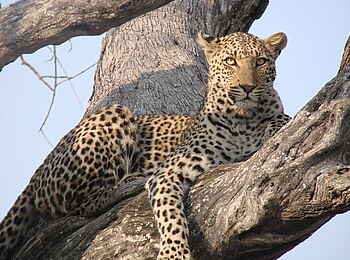Kwara Camp: Leopard im Baum Kwara Camp: Leopard im Baum