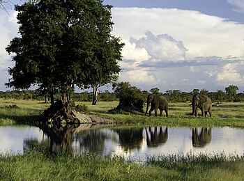 Little Makalolo Camp: Elefanten auf dem Weg zum Wasserloch Little Makalolo Camp: Elefanten auf dem Weg zum Wasserloch