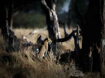 Little Sable Camp: Leopard auf der Pirsch Little Sable Camp: Leopard auf der Pirsch