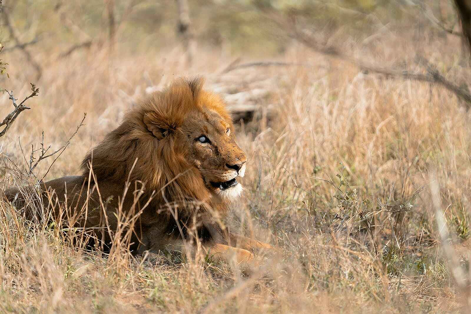 Little Saseka: Ein Löwe Little Saseka: Ein Löwe