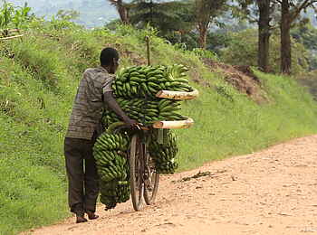 Papaya Lake Lodge: Bananentransport