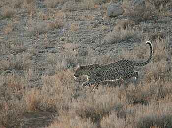 Rooiputs Lodge: Leopard im Gelände