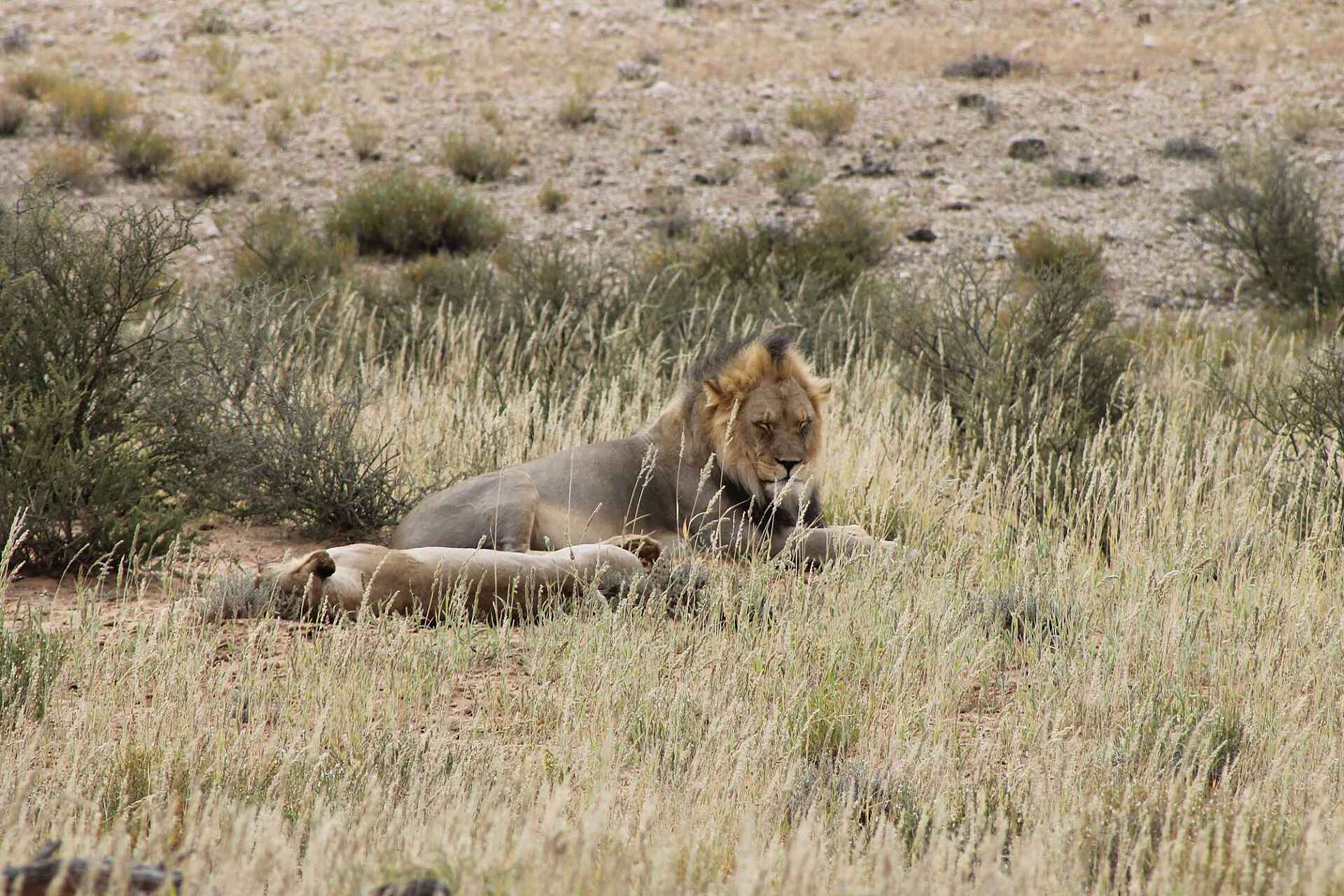 Rooiputs Lodge: Löwenpärchen im Gras