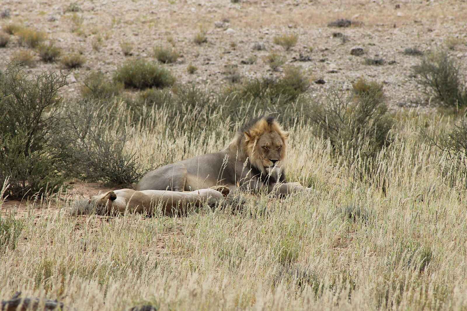 Rooiputs Lodge: Löwenpärchen im Gras Rooiputs Lodge: Löwenpärchen im Gras