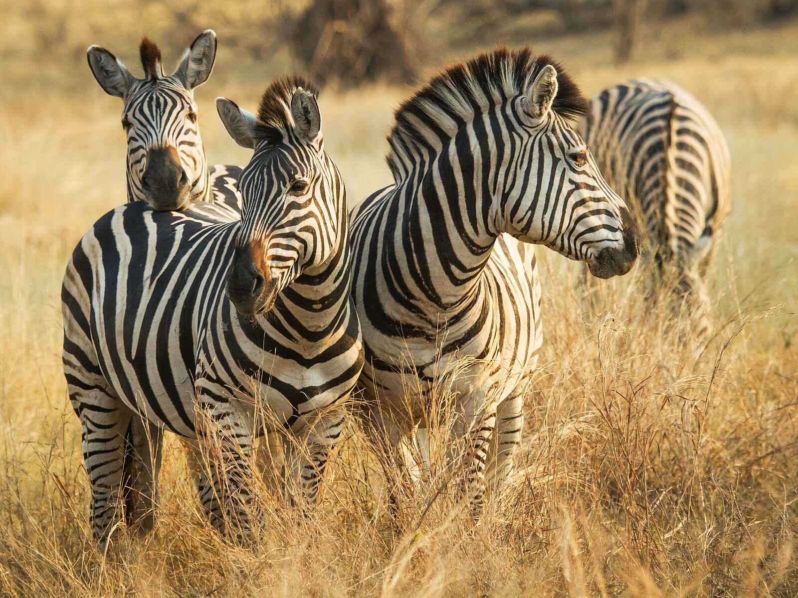 Savute Safari Lodge: Zebras Savute Safari Lodge: Zebras