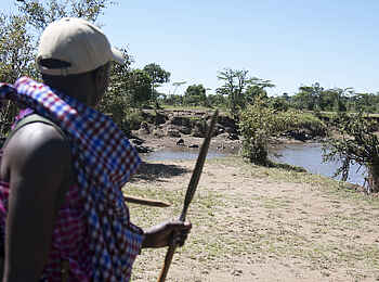 Serian Camp: Blick auf eien Gruppe von Nilpferden