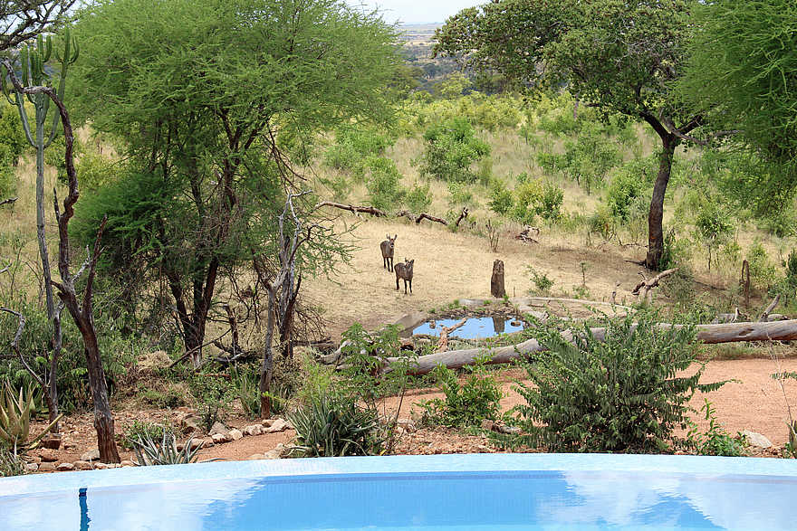 Tarangire Treetops: Wasserloch 1 Tarangire Treetops: Wasserloch 1