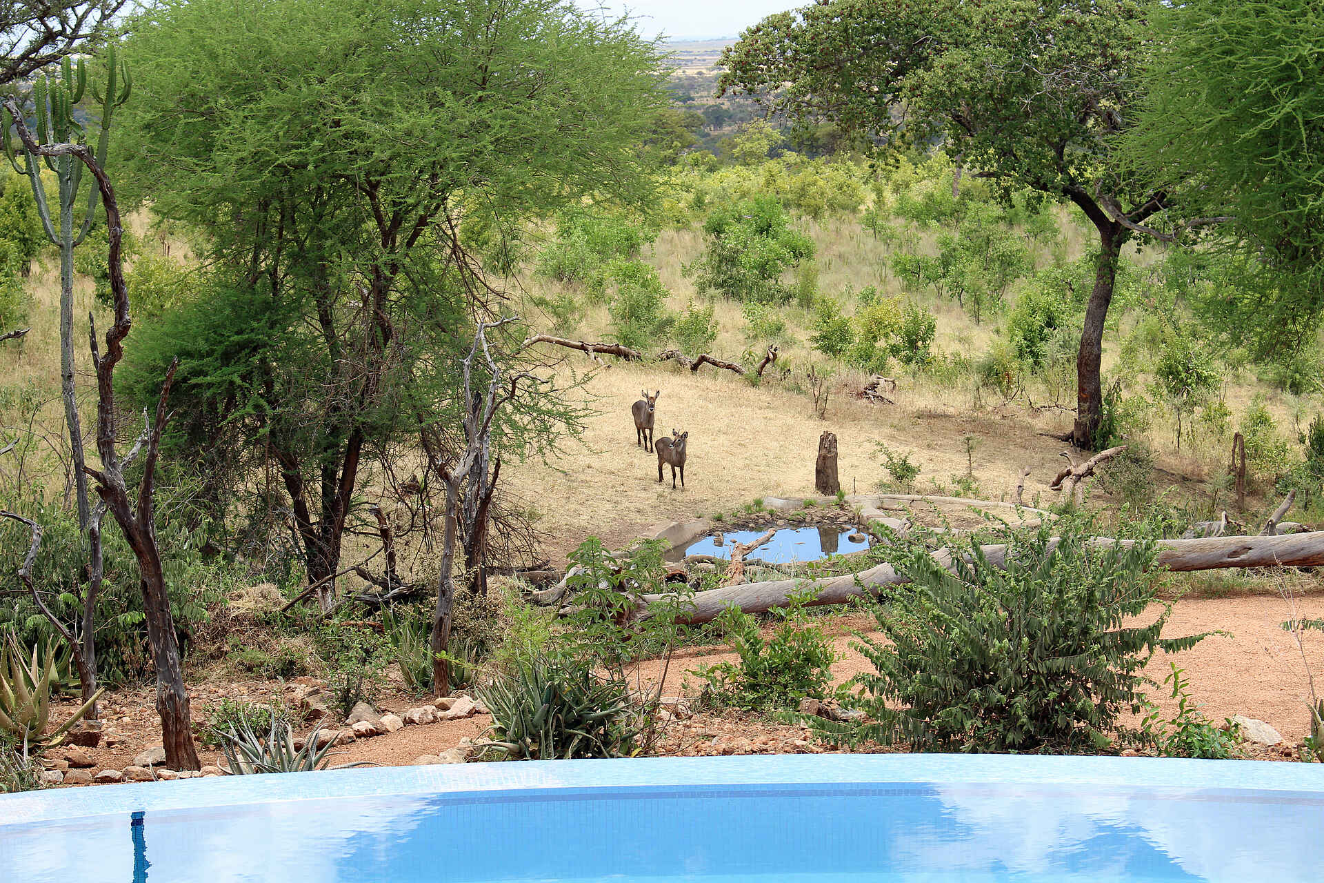 Tarangire Treetops: Wasserloch 1