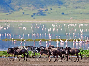 The Highlands Camp: Zebras, Gnus und Flamingos