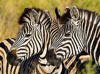 Tubu Tree Camp: Zwei aufmerksame Zebras