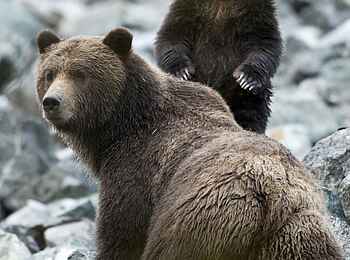 Tweedsmuir Park Lodge: Grizzlys