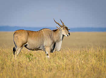 Entim Masai Mara: Elenantilope