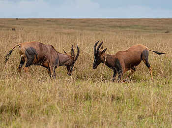 Entim Masai Mara: Kämpfende Topibullen