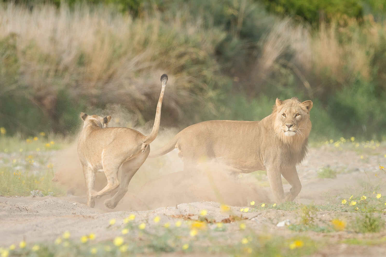 Hoanib Valley Camp: Junge Löwen Hoanib Valley Camp: Junge Löwen