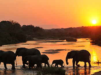Inyati Game Lodge: Elefantenfamilie