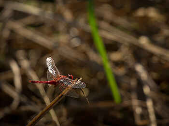 Ntemwa Busanga Bushcamp: Libelle