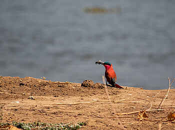 Nyamatusi Camp: Carmine Bee-Eater Nyamatusi Camp: Carmine Bee-Eater